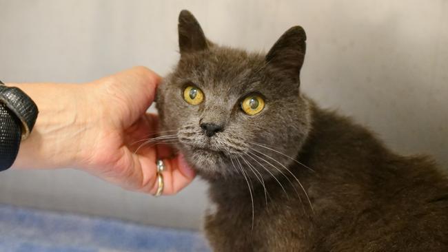 Stitch, an elderly cat, was found dumped on the side of the road in the Adelaide Hills. Picture: SA RSPCA