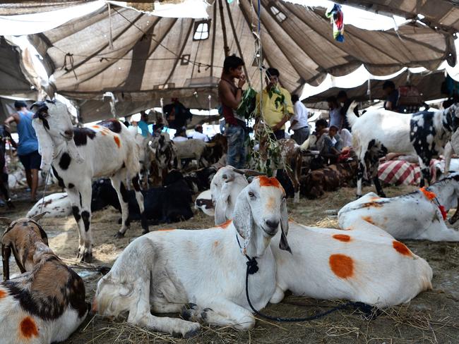 Indian vendors stand next to their goats for sale at a livestock market ahead of the sacrificial Eid al-Adha festival in the old quarters of New Delhi. Picture: AFP/Sajjad Hussain
