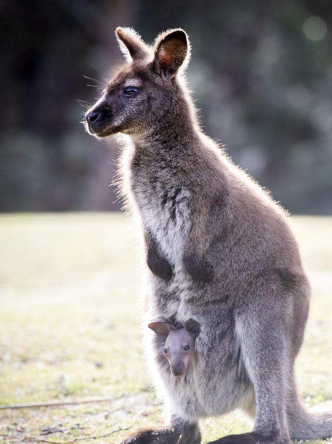 Bennett's wallaby and Joey at Molesworth. Picture: Chris Kidd