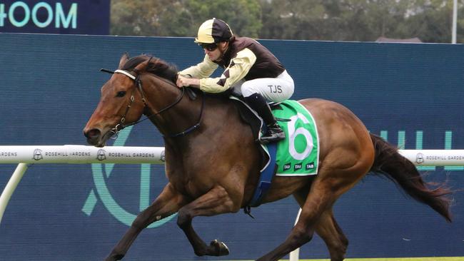 Villasaurus leads a four-pronged attack for trainer Donna Scott in the Country Championship Qualifier at Wagga. Picture: Grant Guy