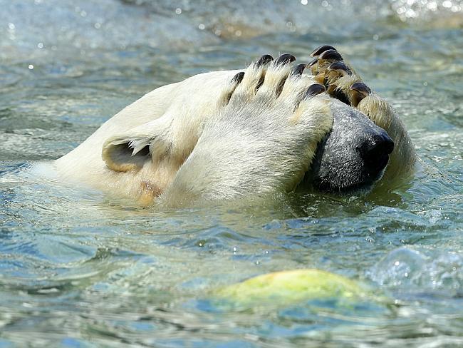 Sea World's baby Polar Bear Henry celebrates his very first Christmas at Polar Pre-School with his mum Leah (who just can't watch anymore). Pics Adam Head