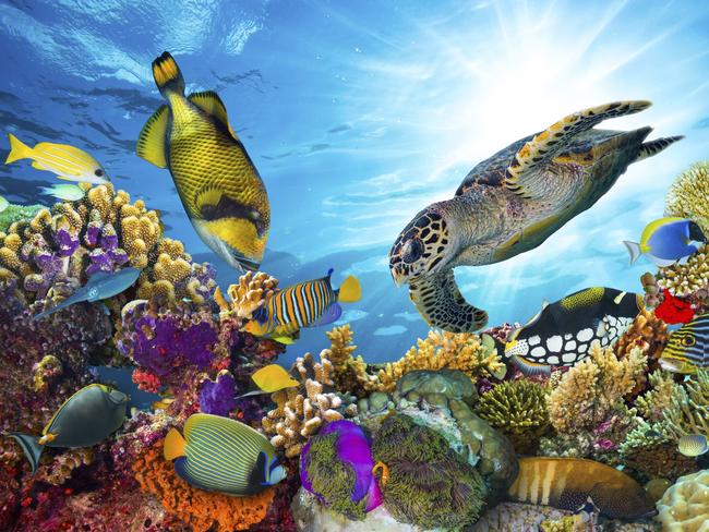 The Great Barrier Reef is famous for its colourful fish and coral.