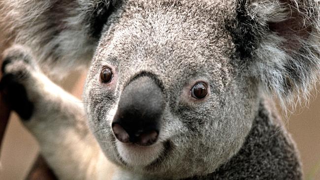 You won't like me when I'm angry. Listen to the shocking noise a Koala makes on the YouTube clip. Source: Supplied