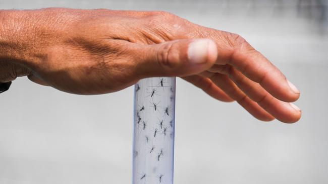 To protect against bites, health authorities recommend wearing light-coloured, long-sleeved clothing when outdoors. Picture: Apu Gomes/AFP