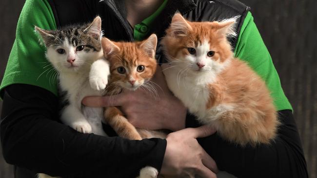 Three of the six kittens who, along with their mother, were found in a car at a local wreckers. Picture: Brad Fleet