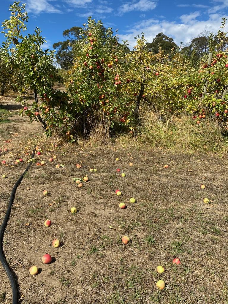 The owners claim more than 150 of their trees were affected. Picture: Kym Green