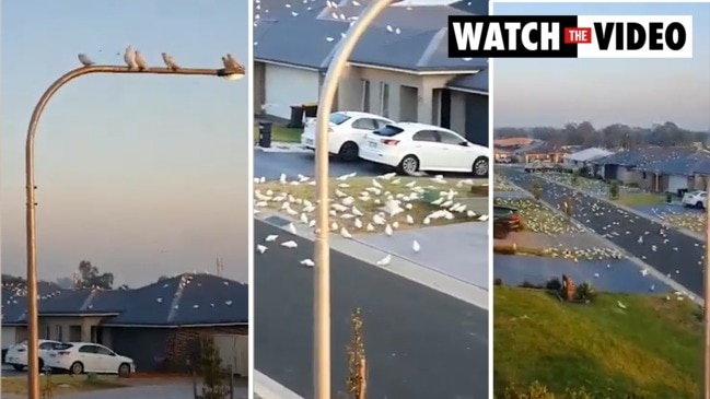 Hundreds of corellas descend on Nowra street