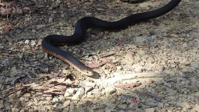 A man died after a snake bite. Picture: Contributed