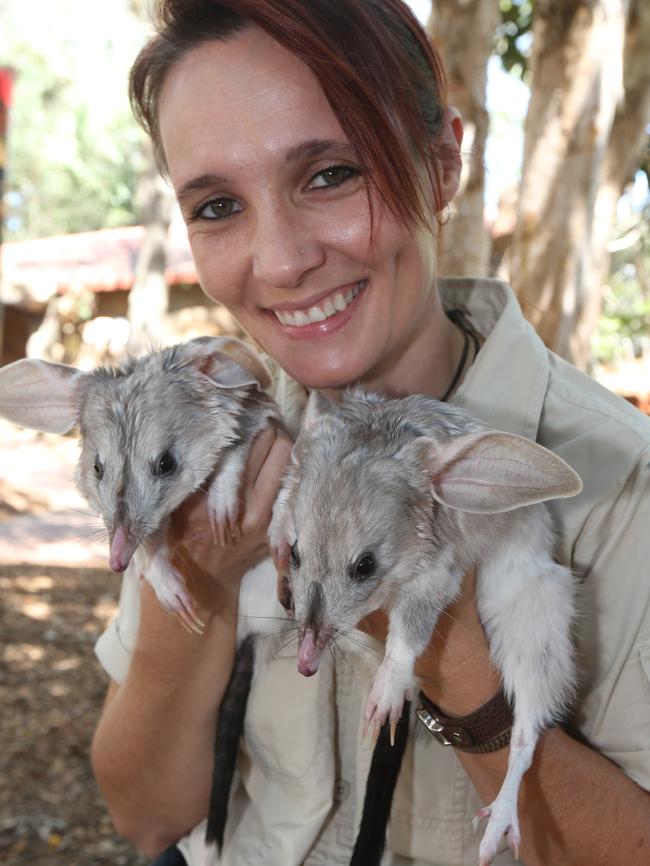 Ali Wright with two of the parks bilbies set to take part in a breeding program. Picture Mike Batterham