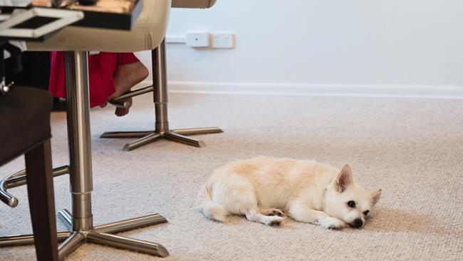 Wedding fatigue: Siu Bak rests his head, photography: Quince and Mulberry Studios