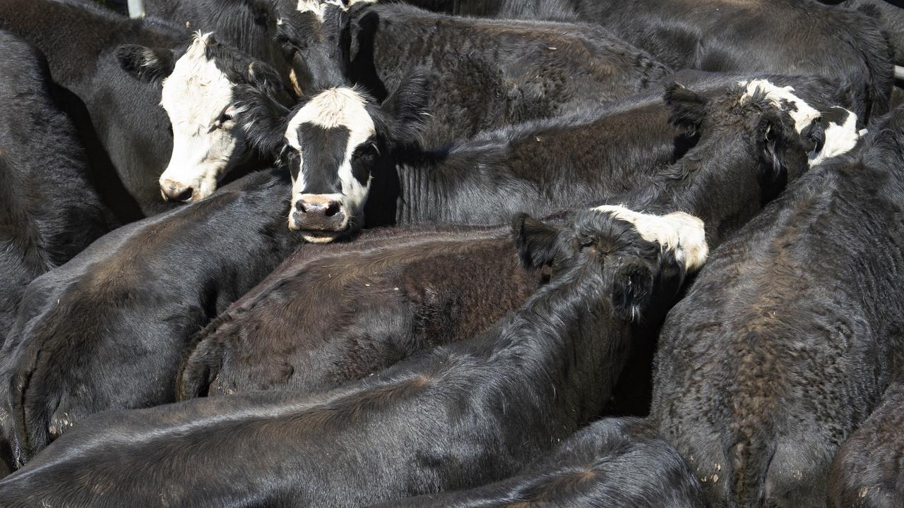 CQ cattle could hold answer to rehoming native animals | The Courier Mail