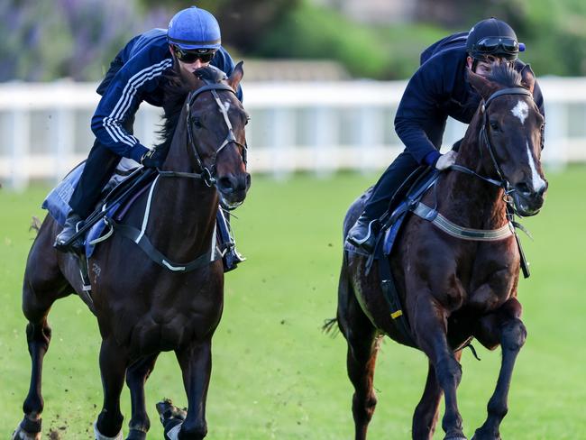 Sir Dragonet (left) working with Persan during trackwork at Moonee Valley Racecourse on September 20, 2021 in Moonee Ponds, Australia. (George Salpigtidis/Racing Photos via Getty Images)