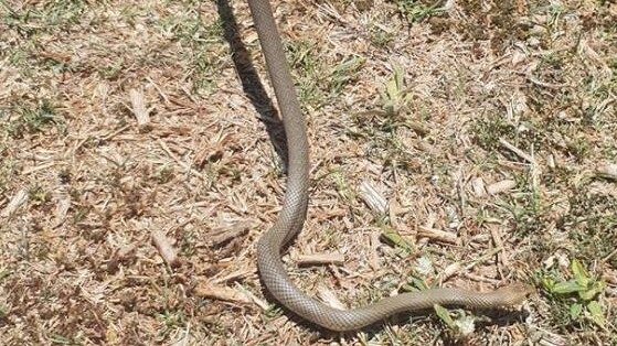 Eastern brown snake found at Main Beach on January 2, 2019. Picture: Gold Coast and Brisbane Snake Catchers