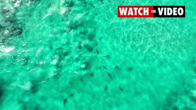 Incredible footage of shark feeding frenzy