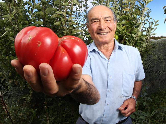 Liberatore Allocca 72 of West Hobart has grown a tomato that weighs 825gm. Liberatore is a life time gardener and this is the largest tomato he has ever grown. Picture: NIKKI DAVIS-JONES