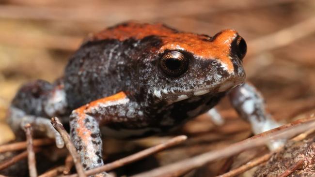 The Chalumbin region is home to the endangered Magnificent Brood Frog. Picture: Supplied