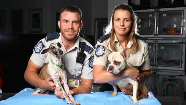 RSPCA Metro Inspectors Jared King with rescued Italian Greyhound 'Jessica' and Samantha Robinson with rescued French Bulldog 'Pizza' that were seized from Storybook Farm in North Brisbane. Picture: NIGEL HALLETT