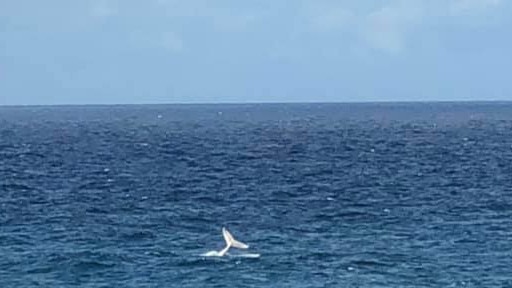 A lucky photographer might well have caught a snap of famous white wale Migaloo off North Stradbroke Island yesterday. Picture: Leanne Metters