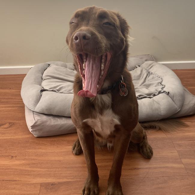 Snooziest dog does the cutest yawn. Picture: Adam
