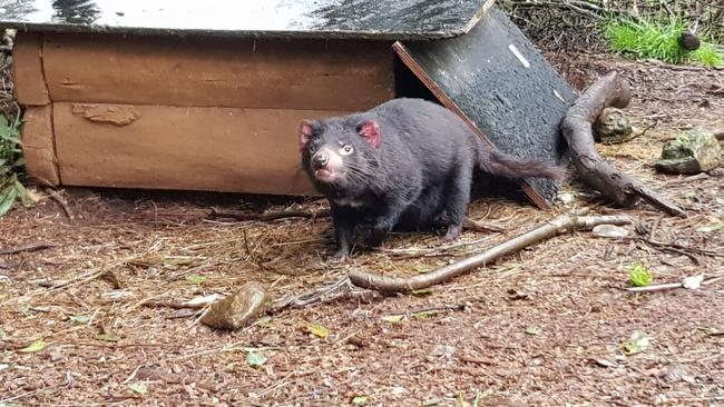 The Devils@Cradle facility has bred fewer Tasmanian devils this year. Picture: Supplied