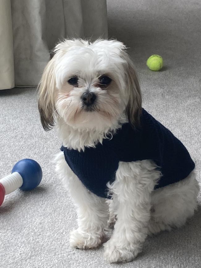 Patrick the Maltese Shih tzu saved his owner, Maria Capone. Picture: Supplied