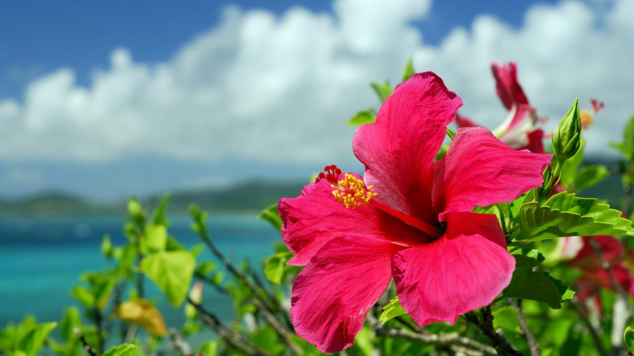 Channel the tropics with these beautiful hibiscus