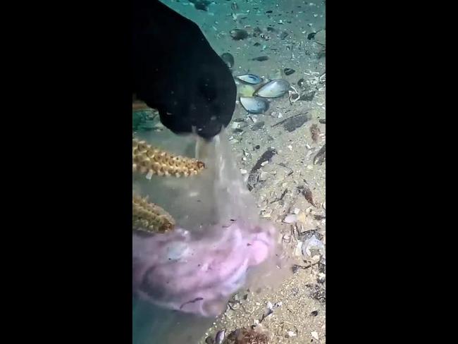 Diver discovers starfish fighting over unusual object