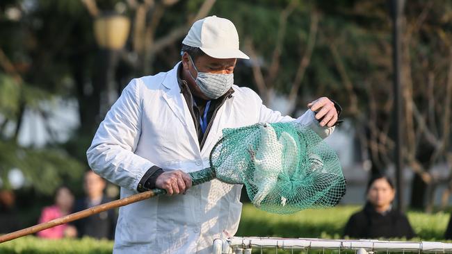 A Chinese health worker collecting a pigeon from a trap placed at a park in Shanghai, to gather the birds for culling.