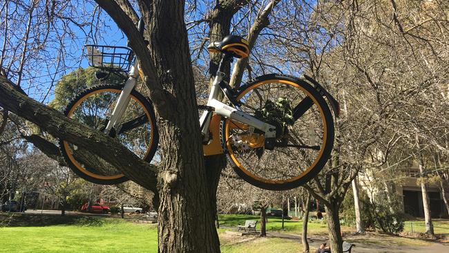 An oBike abandoned in a tree in Prahran. Pic: Supplied