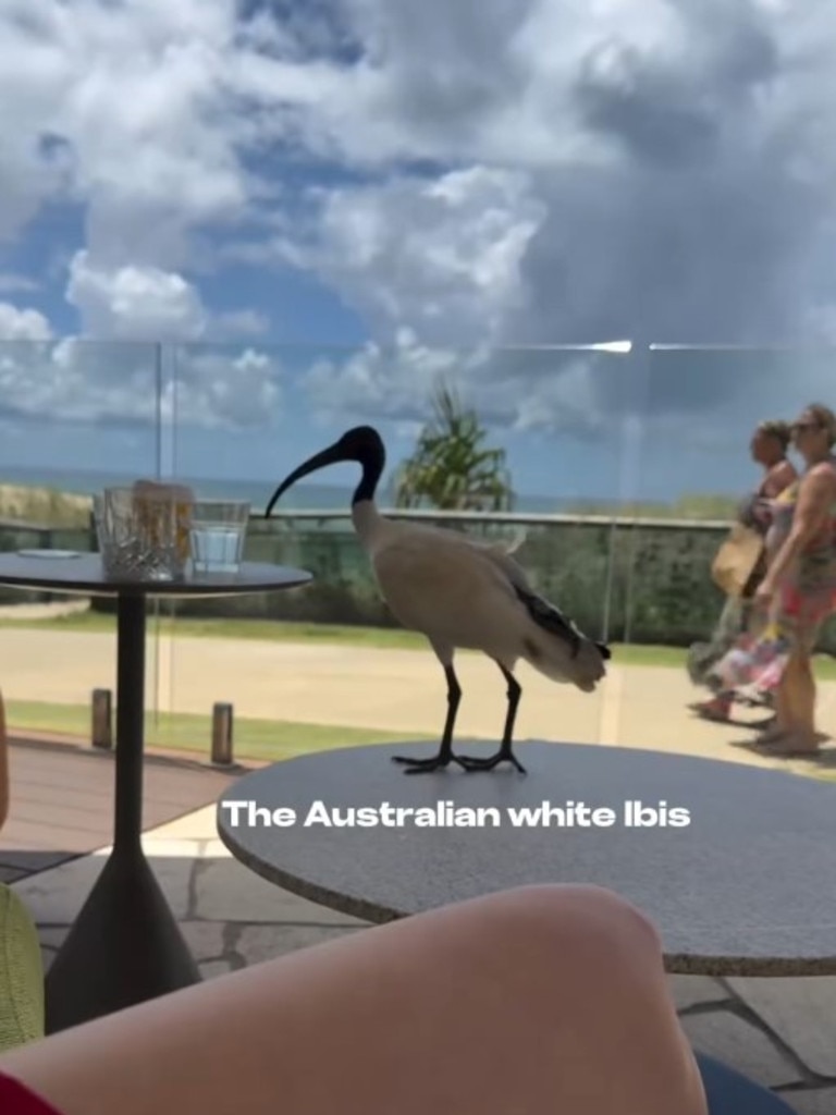 Nina Dobrev's interaction with an Ibis, bin chicken while on the Gold Coast. Photo: Instagram