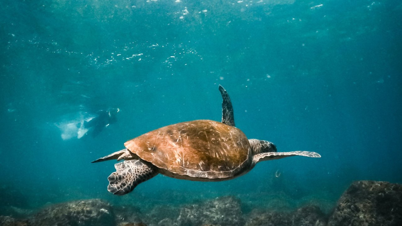 Mudjimba Island Wildlife Safari | escape.com.au