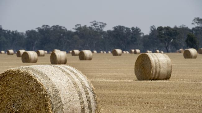 Hay prices remain flat as good seasonal conditions and a shortage of cattle mean demand is not around. Picture: ZOE PHILLIPS