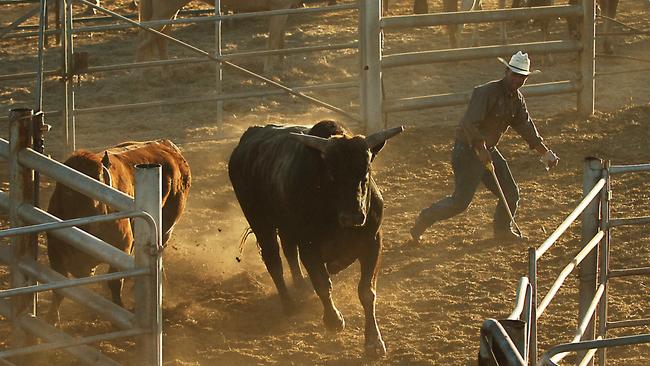 Cattle prods are often used by stockmen such as this cowboy (pictured) to muster heavy beasts, not to discipline children. (AAP Image/Dave Hunt)