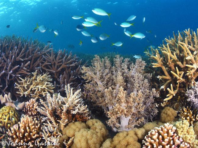 The diverse corals of the Whitsundays area of the Great Barrier Reef captivates Johnny Gaskell.Photo: Johnny Gaskell