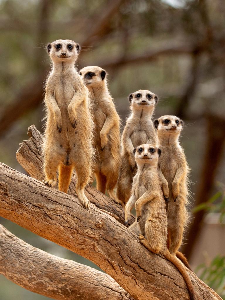 Meerkats at Monarto Safari Park. Picture: Adrian Mann