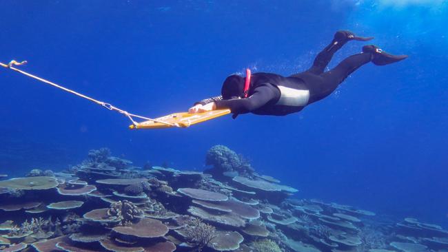 Trained divers being cable-towed over individual coral outcrops to determine their size and health. Picture: Australian Institute of Marine Science