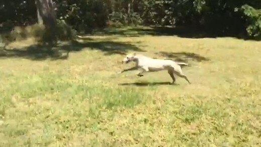 Gracey greyhound running around Eden Park