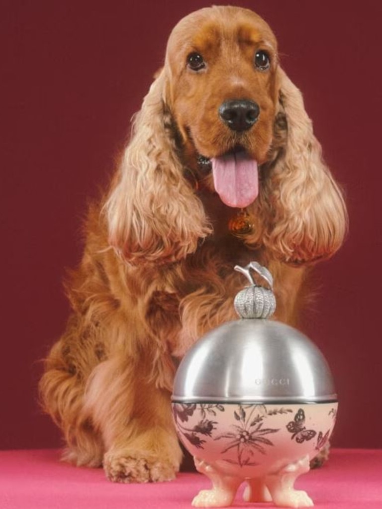 Gucci's dog bowls are going for $1,000. Picture: Gucci.