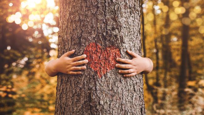 Nature rights are being explored on the Mornington Peninsula to stop the loss of trees. Picture: supplied