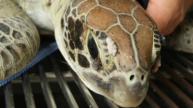 How Did Sea Turtle Get a Straw Up Its Nose?