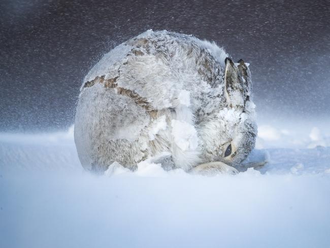 Photographer Andy Parkinson’s submission, titled <i>Shelter in Place</i>, was awarded the Grand Prize in the competition. Picture: Andy Parkinson/BigPicture Competition