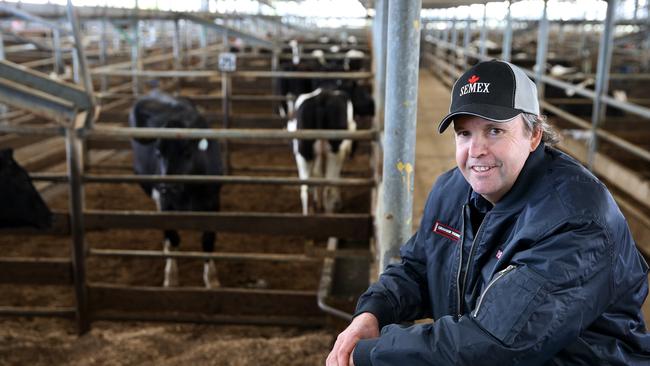 Shepparton dairy dispersal: Rush to buy top Pooley Bridge heifers | The ...