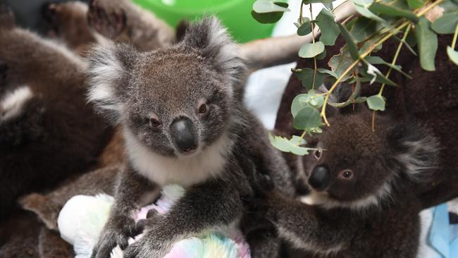 Rescued orphaned baby koalas at Adelaide Koala Rescue in January following the Kangaroo Island bushfire. Picture: Mark Brake