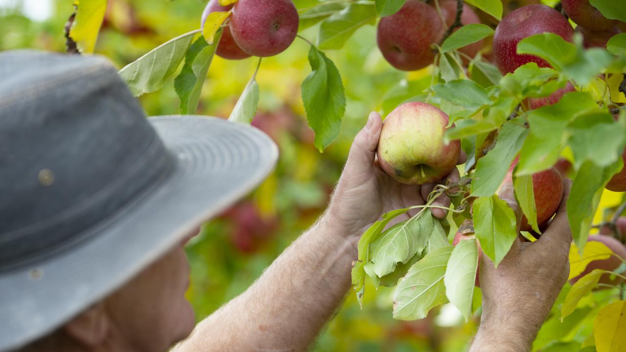 Farm jobs: Harvest sign-on bonus, seasonal worker programs to continue ...