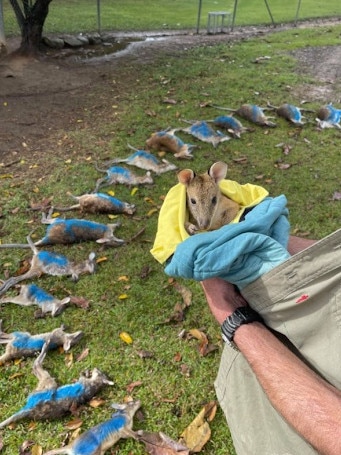 Agile Project wildlife rescuer Joel Groberg with 16 wallabies found dead at Trinity Beach, sports ground. Picture: Shai Ager.