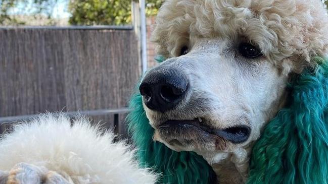 Miguel Hawe, a standard poodle, provides extraordinary support for Port Macquarie woman Janelle Hawe, who lives with early onset dementia. picture: Supplied