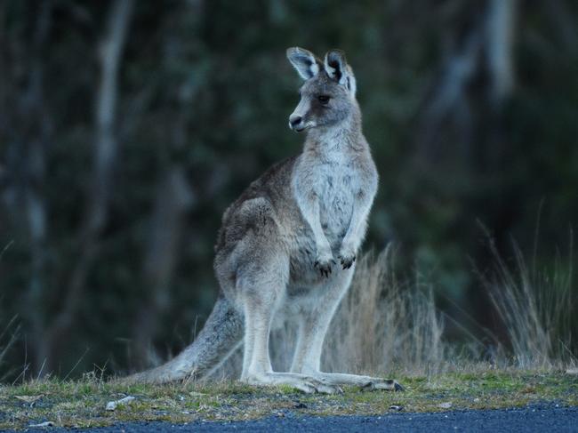 Kangaroo's in the Snowy Mountains.