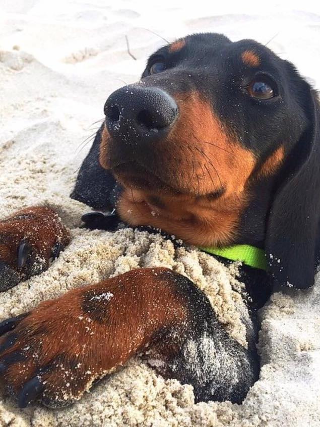 Cynthia Gintzburger’s dog Pluto is a miniature dachshund and enjoys lazing about at The Spit.