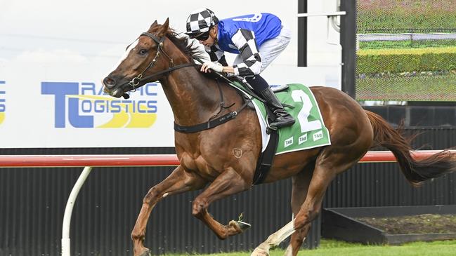 Monty Be Quick can start his campaign on a winning note at Wyong. Picture: Bradley Photos