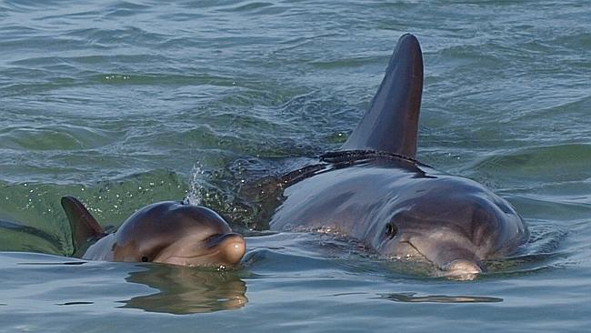 WA scientists say 500 dolphins caught in Pilbara trawl fishery in past ...